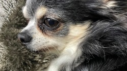 愛犬チョコを『僧帽弁閉鎖不全症』から救ってください。お願いします。 のトップ画像