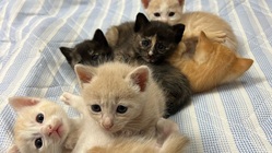 保護した母猫と仔猫の育成と譲渡の支援 のトップ画像