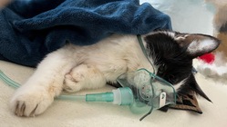 22歳長寿猫ガブに支援をお願いします のトップ画像