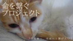 命を繋ぐプロジェクト〜キトリに幸せな猫生を歩ませたい〜 のトップ画像