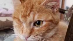 （FIP）猫伝染性腹膜炎治療中の保護猫の治療費のご支援お願いします のトップ画像