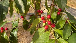 安心な国産オーガニックコーヒー のトップ画像