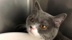 FIP猫伝染性腹膜炎のタビを助けて下さい のトップ画像