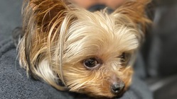 門脈体循環シャント手術でシェリーを助けてください　お願いします のトップ画像