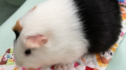 自分のことがいつまでもできる高齢者を増やしたい！モルモット体操で！ のトップ画像