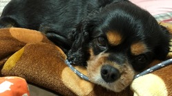 愛犬プリッツの僧帽弁閉鎖不全手術の御支援をお願いします。 のトップ画像
