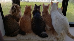 殺処分される猫を助ける為に非営利団体を立ち上げたい！ のトップ画像