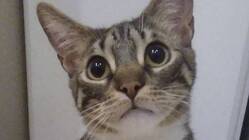 fipと診断された明日次郎くんの治療に御協力お願い致します のトップ画像