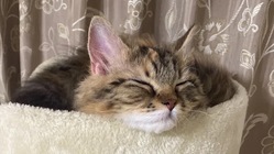 FIP(猫伝染性腹膜炎)と戦うラムちゃんを助けてください のトップ画像