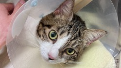 保護猫「さむ」の治療費のご支援をお願いいたします。 のトップ画像