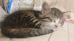 腎臓に二つの腫瘍がある「おみそ」を助けて下さい。 のトップ画像