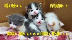 増え続ける保護猫  寒暖差の激しい臨時の部屋を整備したい のトップ画像