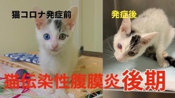 【FIP〈猫伝染性腹膜炎〉】保護猫のMOUを一緒に助けてください！ のトップ画像