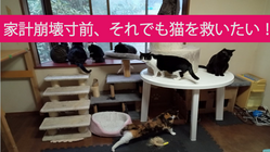 家計崩壊寸前！それでも猫を救いたいです！[33匹を個人で保護中] のトップ画像