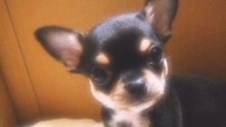 お願いします！僧帽弁閉鎖不全のラテをもう一度元気にしてあげたい のトップ画像