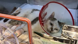車に轢かれた猫ちゃんの治療費を募りたい のトップ画像