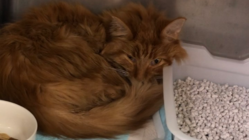 慢性腎不全の愛猫(3歳4ヶ月)が1日でも長く生きられるように。 のトップ画像