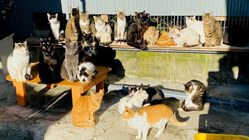 シャディ保護猫ハウス｜329匹の命を守り、新たな家族へつなぎたい！ のトップ画像