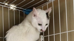 【FIP後期】余命宣告　保護猫　白太郎を助けたい！ のトップ画像