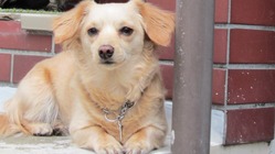 僧帽弁閉鎖不全症の手術費用のお願い のトップ画像