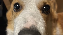 愛犬が右顔面神経麻痺に。その先の治療費が足りません。助けてください のトップ画像