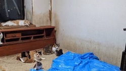 猫の多頭飼育崩壊猫の保護施設と仔猫の一生の家族探しにご支援を！ のトップ画像
