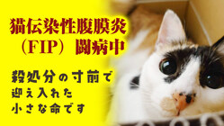 殺処分手前で迎えた保護猫の市をFIP（猫伝染性腹膜炎)から救いたい のトップ画像