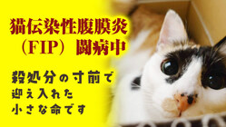 殺処分手前で迎えた保護猫の市をFIP（猫伝染性腹膜炎)から救いたい