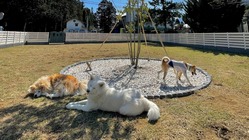 愛犬に質のよい介護と環境を　飼い主さまに安心と癒しを　 のトップ画像