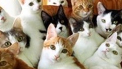 保護猫活動と保護猫カフェ経営継続へのご支援