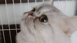 【難病】FIP（猫伝染性腹膜炎）のレオを助けてください！ のトップ画像