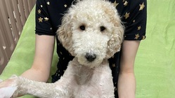 元保護犬"リース君"の命を助けて下さい のトップ画像