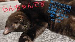 交通事故にあった保護猫の治療費·入院費のお力添えをお願い致します のトップ画像