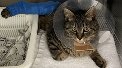 交通事故後、放置されていた猫ちゃんに愛の手をお願いします のトップ画像