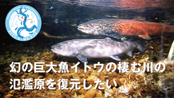 幻の巨大魚イトウの棲む川の氾濫原を復元したい のトップ画像