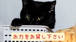 緊急！仙台、飼い主に置き去りされた未不妊の猫40匹を助けて下さい！