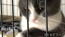 猫伝染性腹膜炎と闘病中の家族の子猫を支援してください。 のトップ画像
