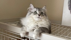 難病FIPになった"ぴの"を救うため治療費のご支援をお願い致します のトップ画像