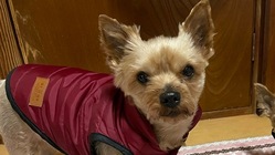 【マーチを助けて下さい。】気管虚脱の手術費用のご支援お願いします。 のトップ画像