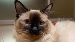 猫のまち尾道　小さな命を救いたい！ のトップ画像