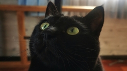 白血病による縦隔腫瘍への抗癌治療のご支援を宜しくお願い致します。 のトップ画像