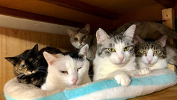小さな命を繋ぐ保護猫シェルター併設型保護猫カフェOPENを目指して のトップ画像