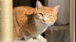 腎臓病の我が子への治療を続けていくために のトップ画像