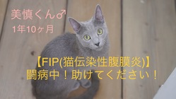 【FIP(猫伝染性腹膜炎)】になった美慎くんを一緒に助けてください のトップ画像