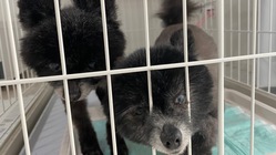 胆管肝炎とクッシング症候群の愛犬の治療費にご協力お願いします。 のトップ画像