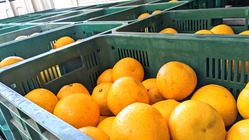 規格外品の購入を通じて"循環型エシカル消費”を浸透させたい！ のトップ画像