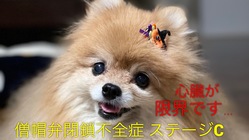 僧帽弁閉鎖不全症のポメラニアン♀マグルスにご支援をお願いします のトップ画像
