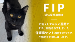 保護猫ヤマトを難病FIP(猫伝染性腹膜炎)から助けたい！
