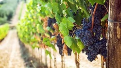 日本のワイナリーを応援しながらもっとワインを楽しむために！ のトップ画像