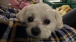 肝細胞癌と腎臓結石から救いたい、ポールくん(10歳)にご支援くださ のトップ画像